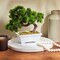 Artificial Bonsai Tree, Japanese Pine for Desktop, Garden, Home Decor, 10 x 9 In